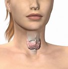 thyroid-page